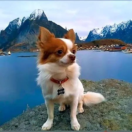 Kraemmervika Havn 2*