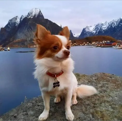 Kraemmervika Havn Parco vacanze 2*